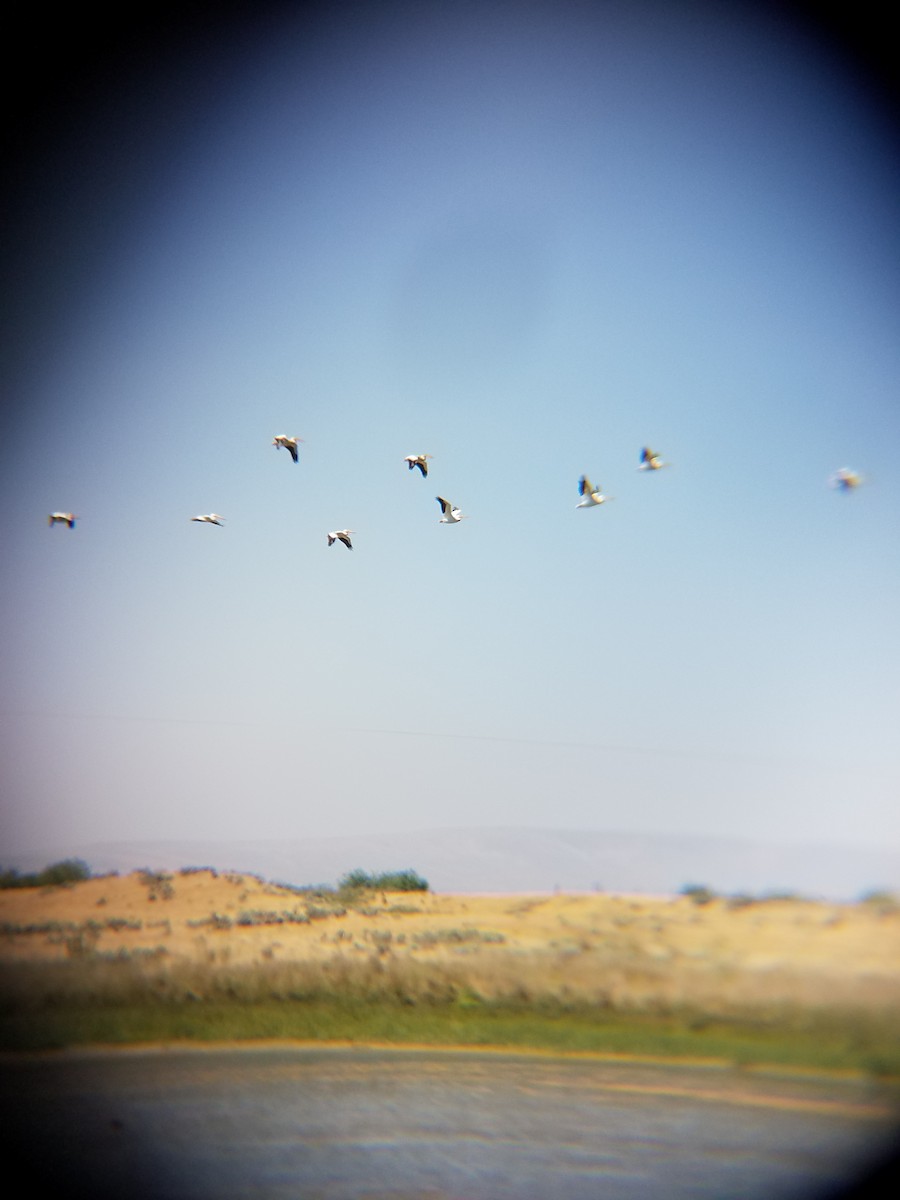 American White Pelican - ML63685521