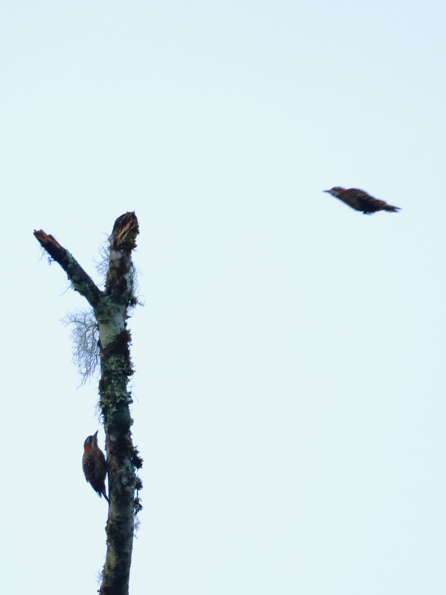 Sulawesi Pygmy Woodpecker - ML636855325