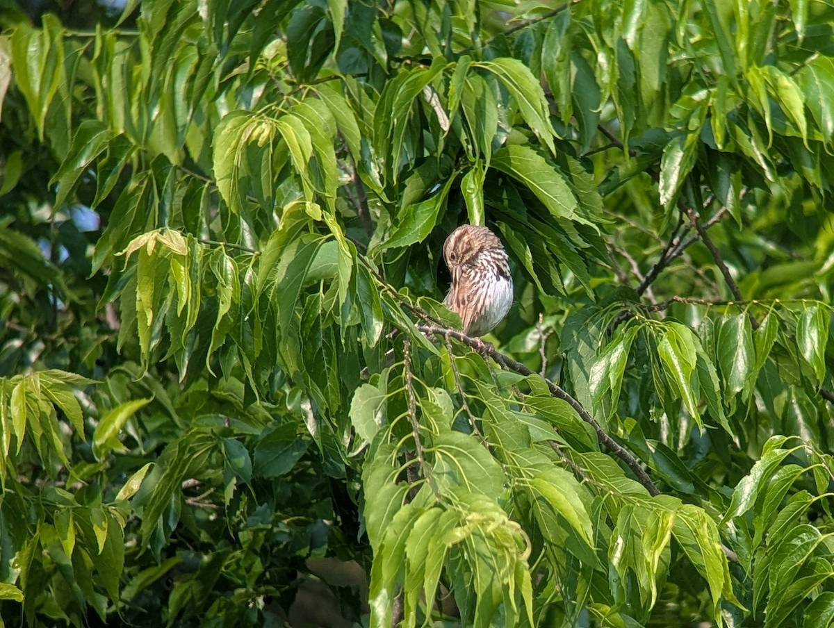 Song Sparrow - ML636855365