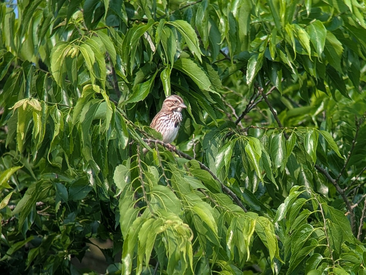 Song Sparrow - ML636855390