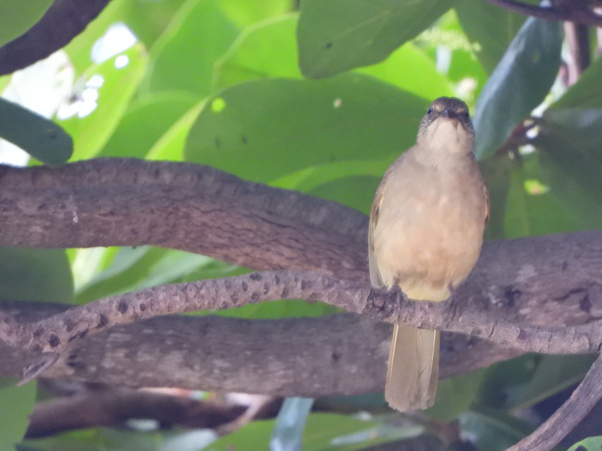 Bulbul de Conrad - ML636855392