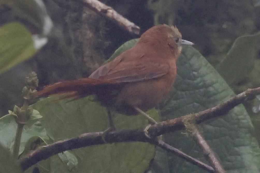 Russet-mantled Softtail - ML636855394