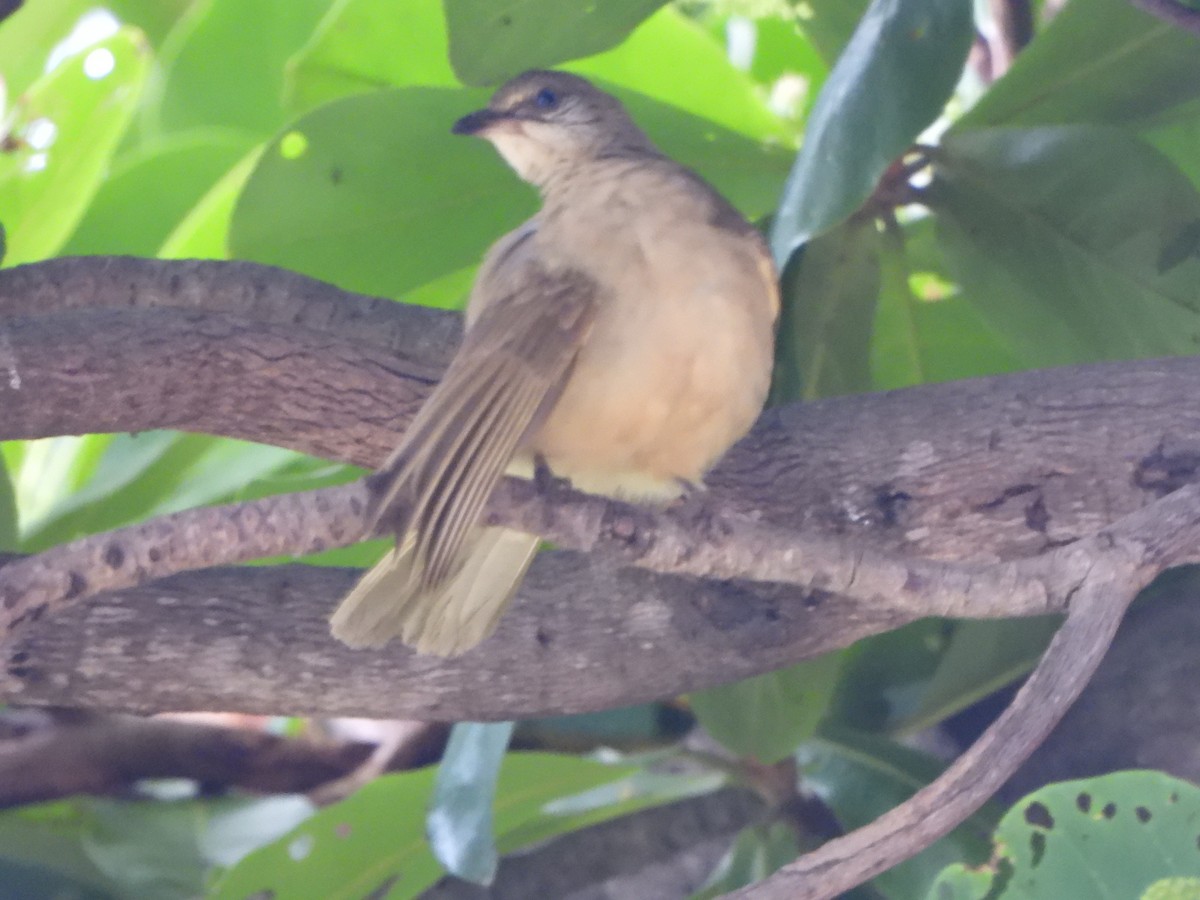 Bulbul de Conrad - ML636855405