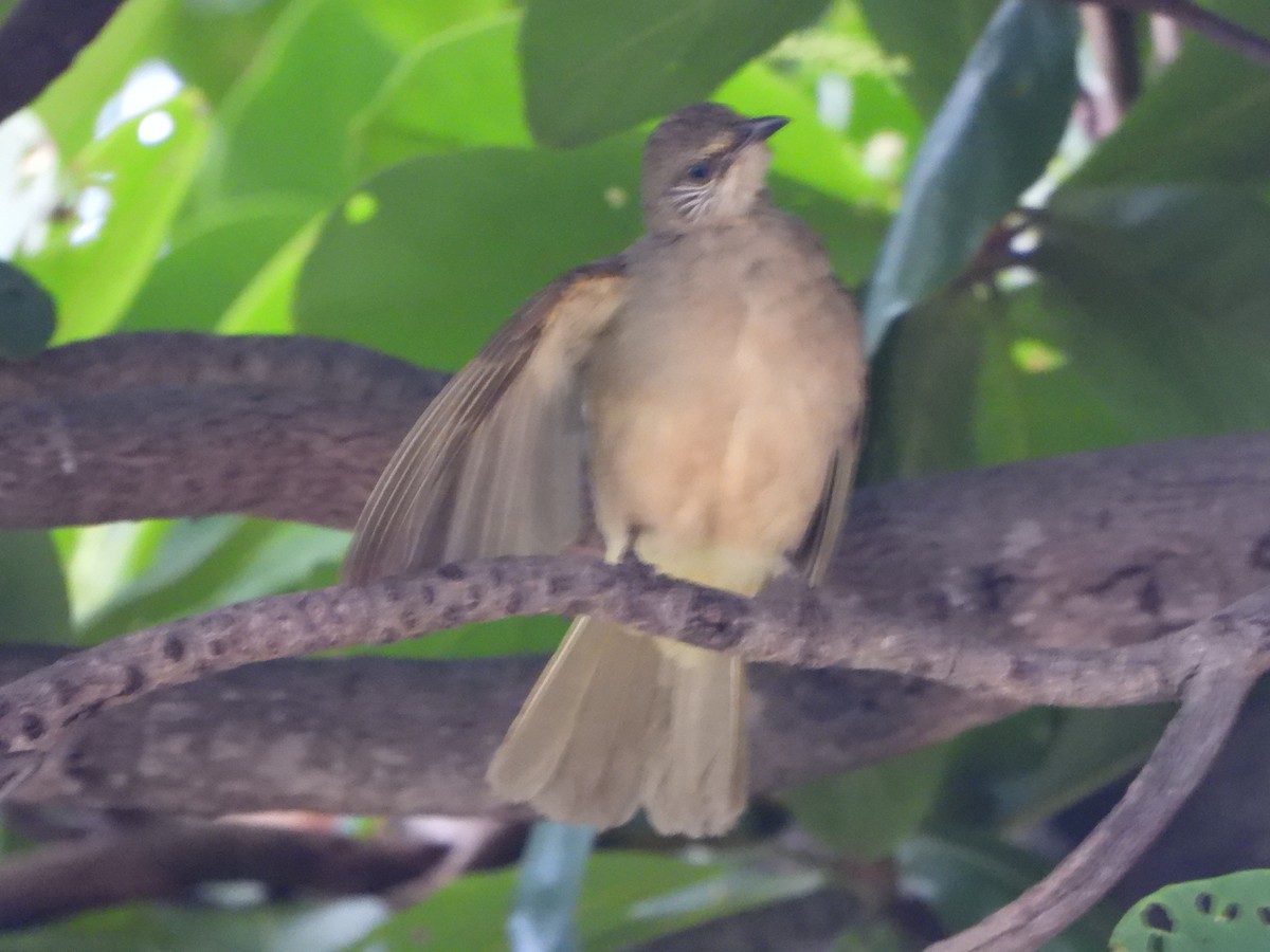 Bulbul de Conrad - ML636855413