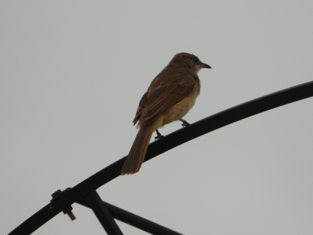 Bulbul de Conrad - ML636855420