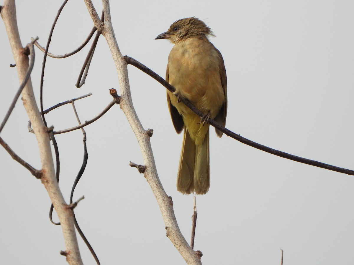 Bulbul de Conrad - ML636855425