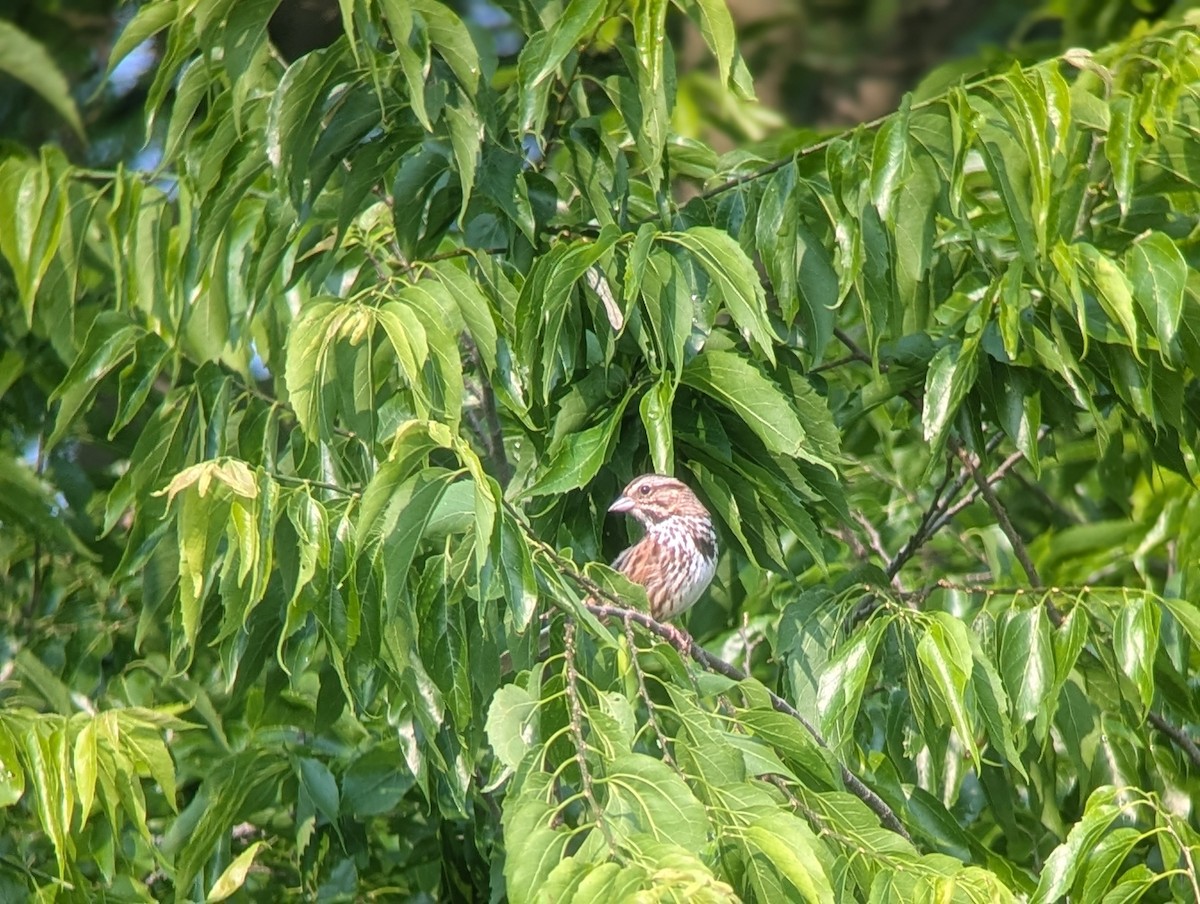 Song Sparrow - ML636855440