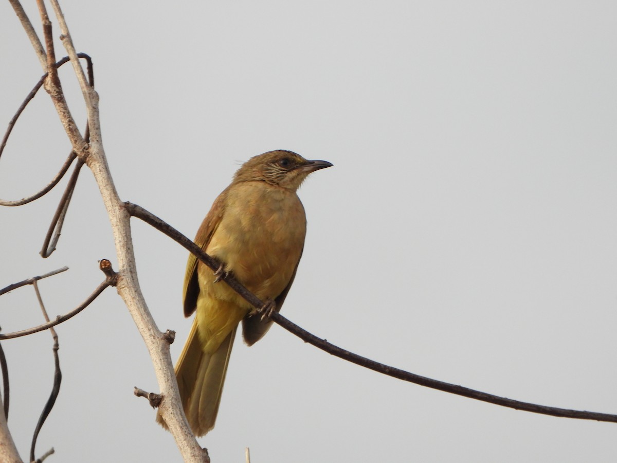 Bulbul de Conrad - ML636855444