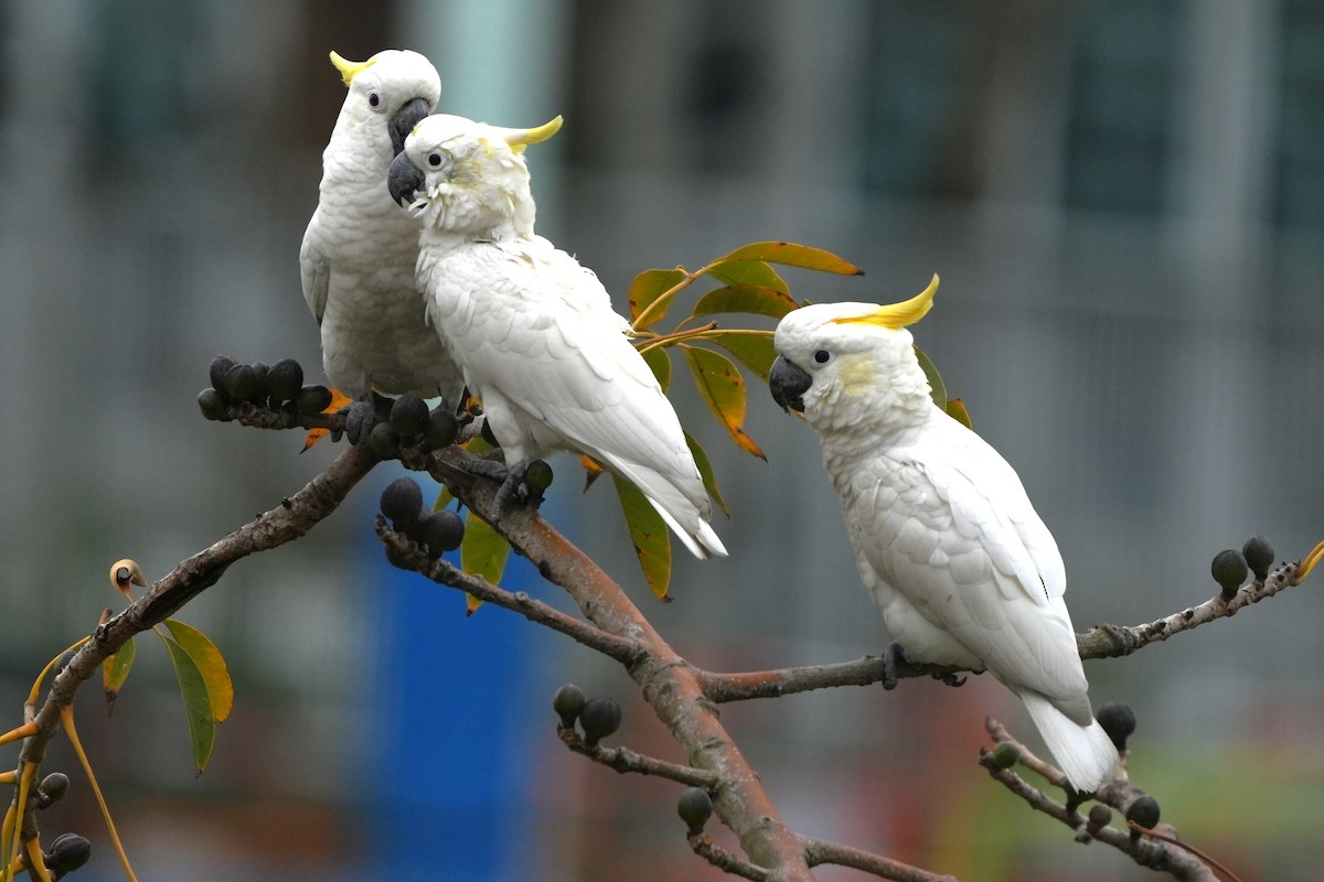Yellow-crested Cockatoo - ML636855451