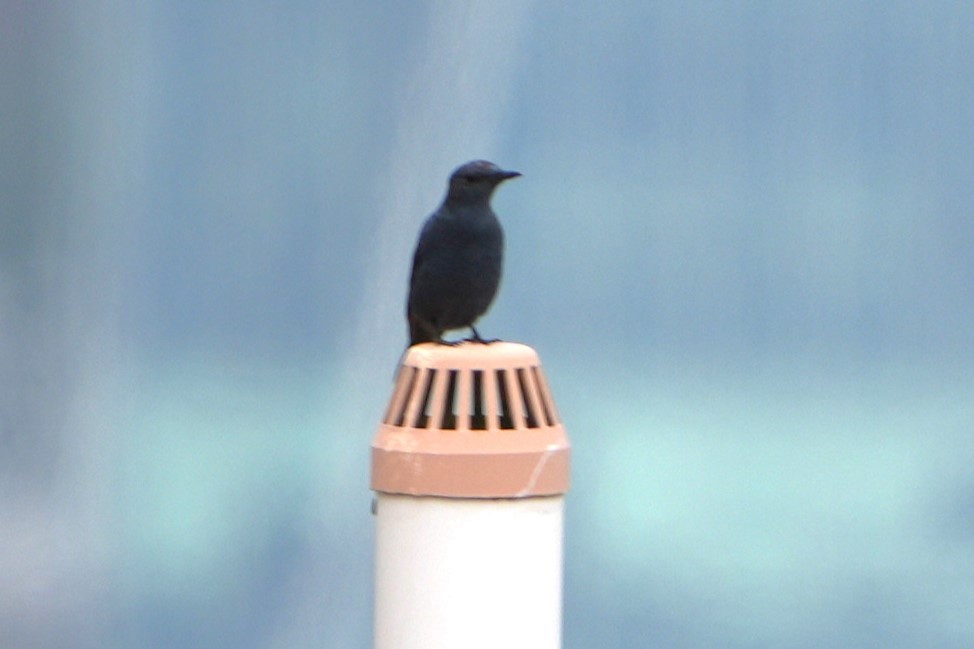 skalník modrý (ssp. pandoo) - ML636855458