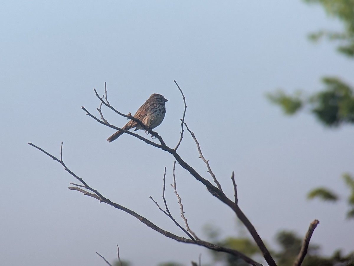 Song Sparrow - ML636855459