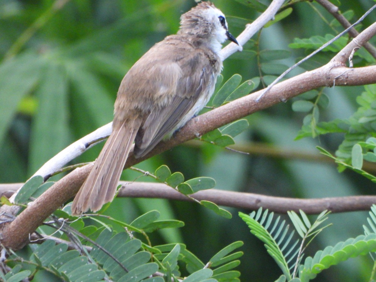Bulbul goiavier - ML636855478