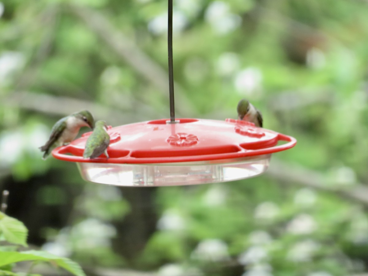 Ruby-throated Hummingbird - ML636855483