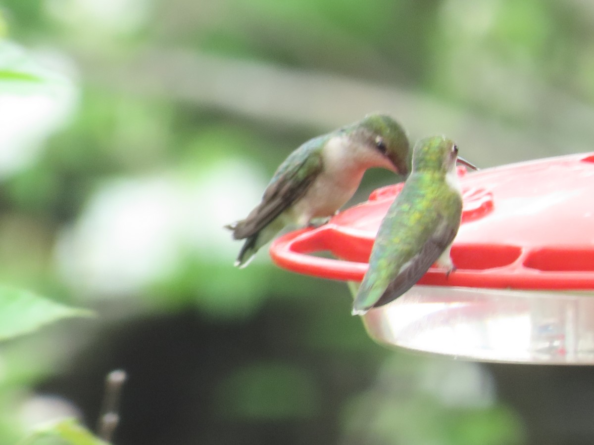 Ruby-throated Hummingbird - ML636855484
