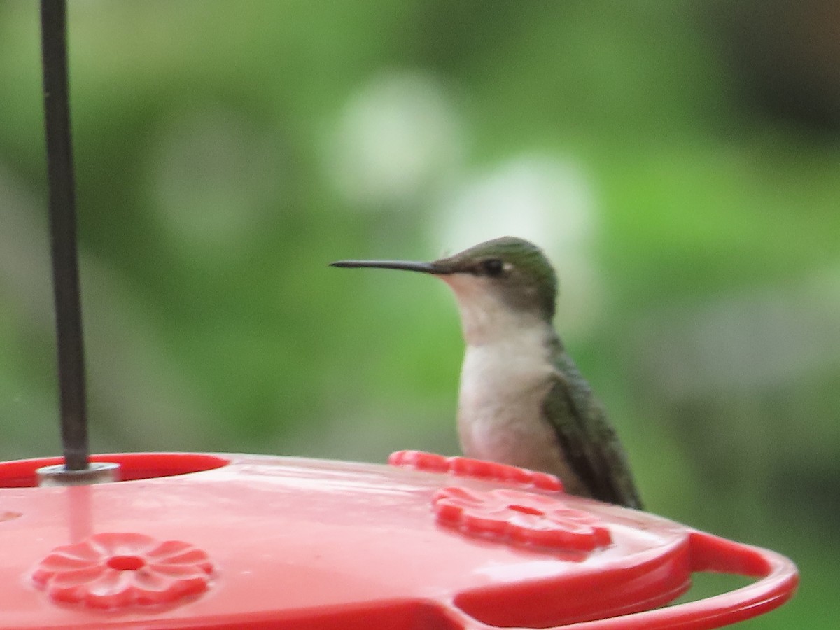 Ruby-throated Hummingbird - ML636855485