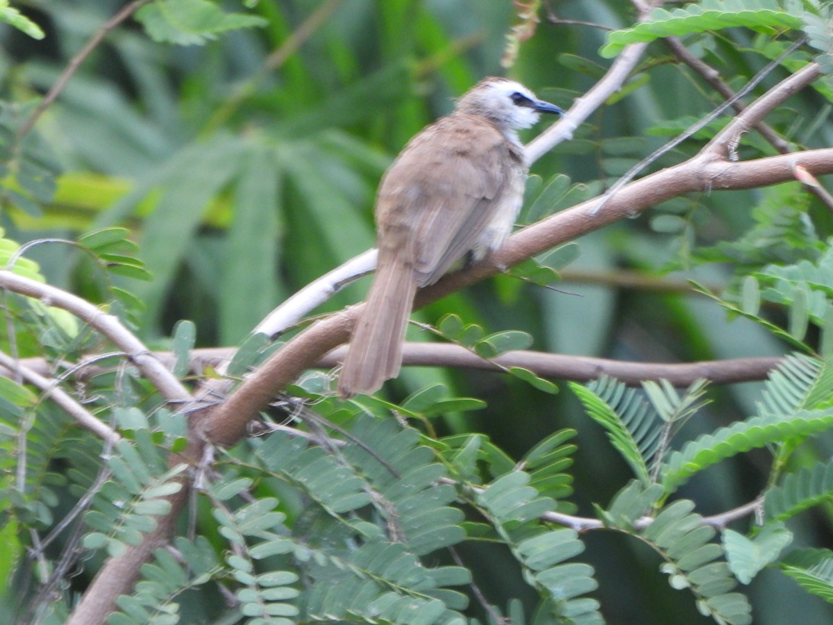 Bulbul goiavier - ML636855487