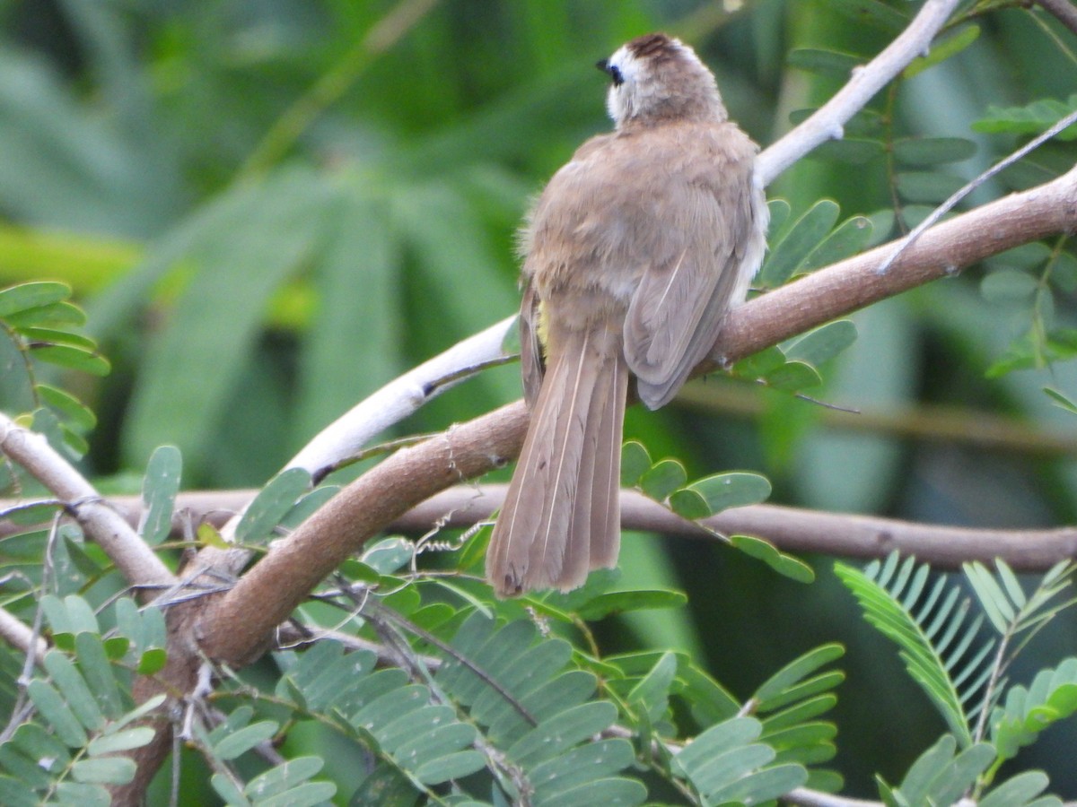 Bulbul goiavier - ML636855493