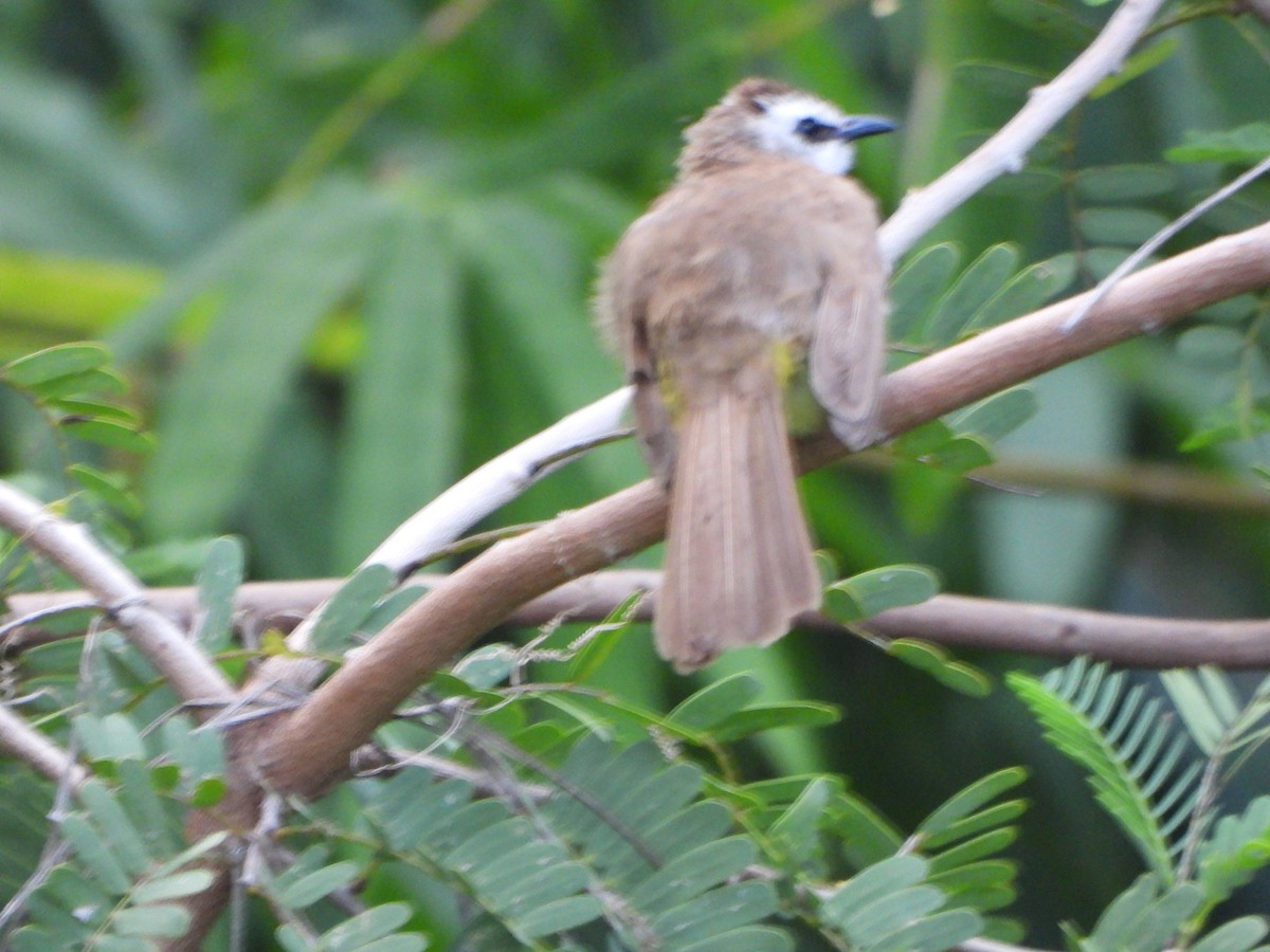 Bulbul goiavier - ML636855501