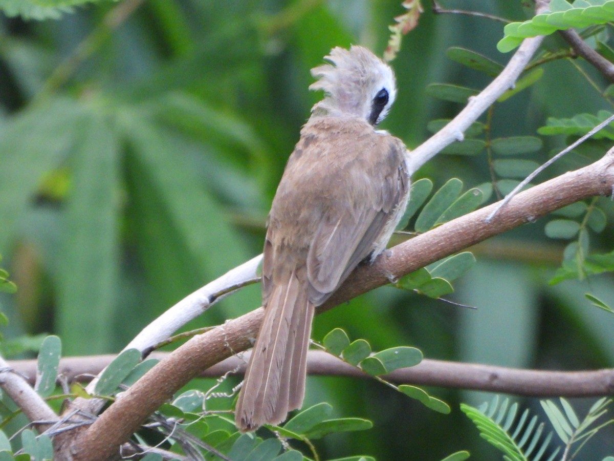 Bulbul goiavier - ML636855507