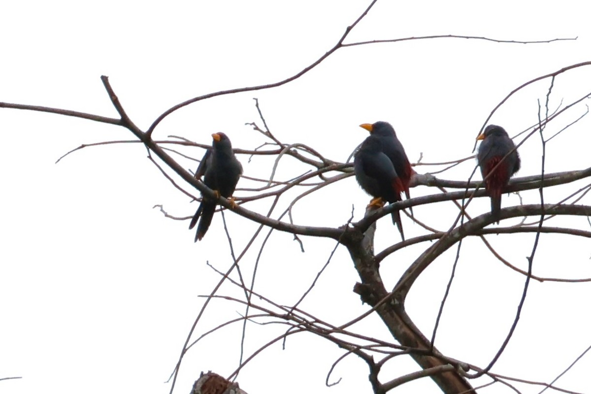 Finch-billed Myna - ML636855511