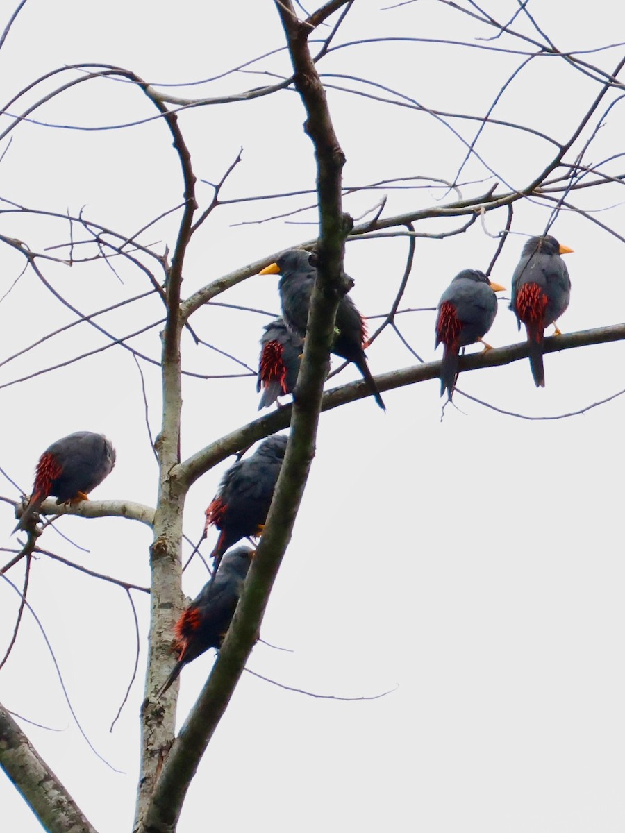 Finch-billed Myna - ML636855512