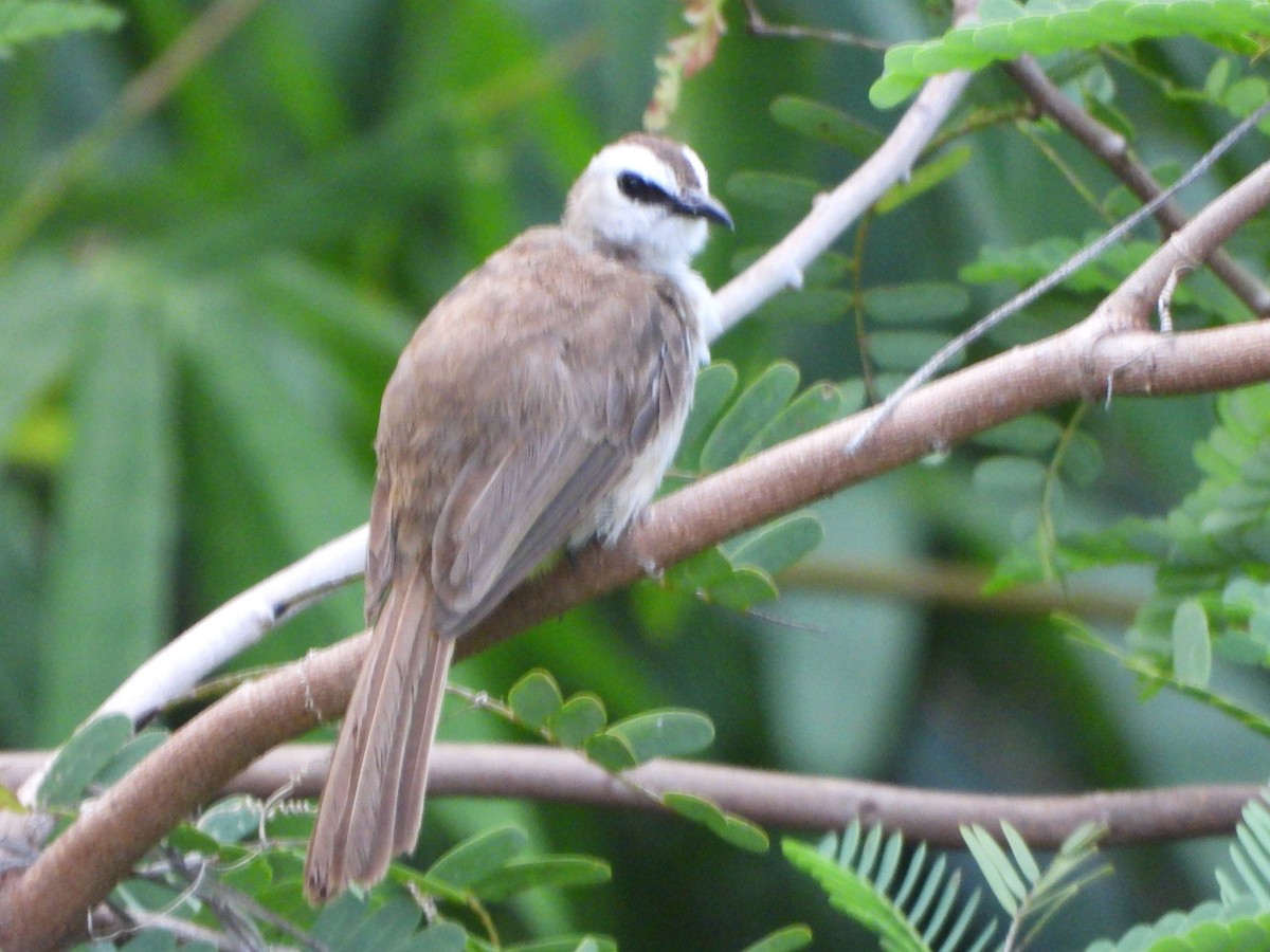 Bulbul goiavier - ML636855516