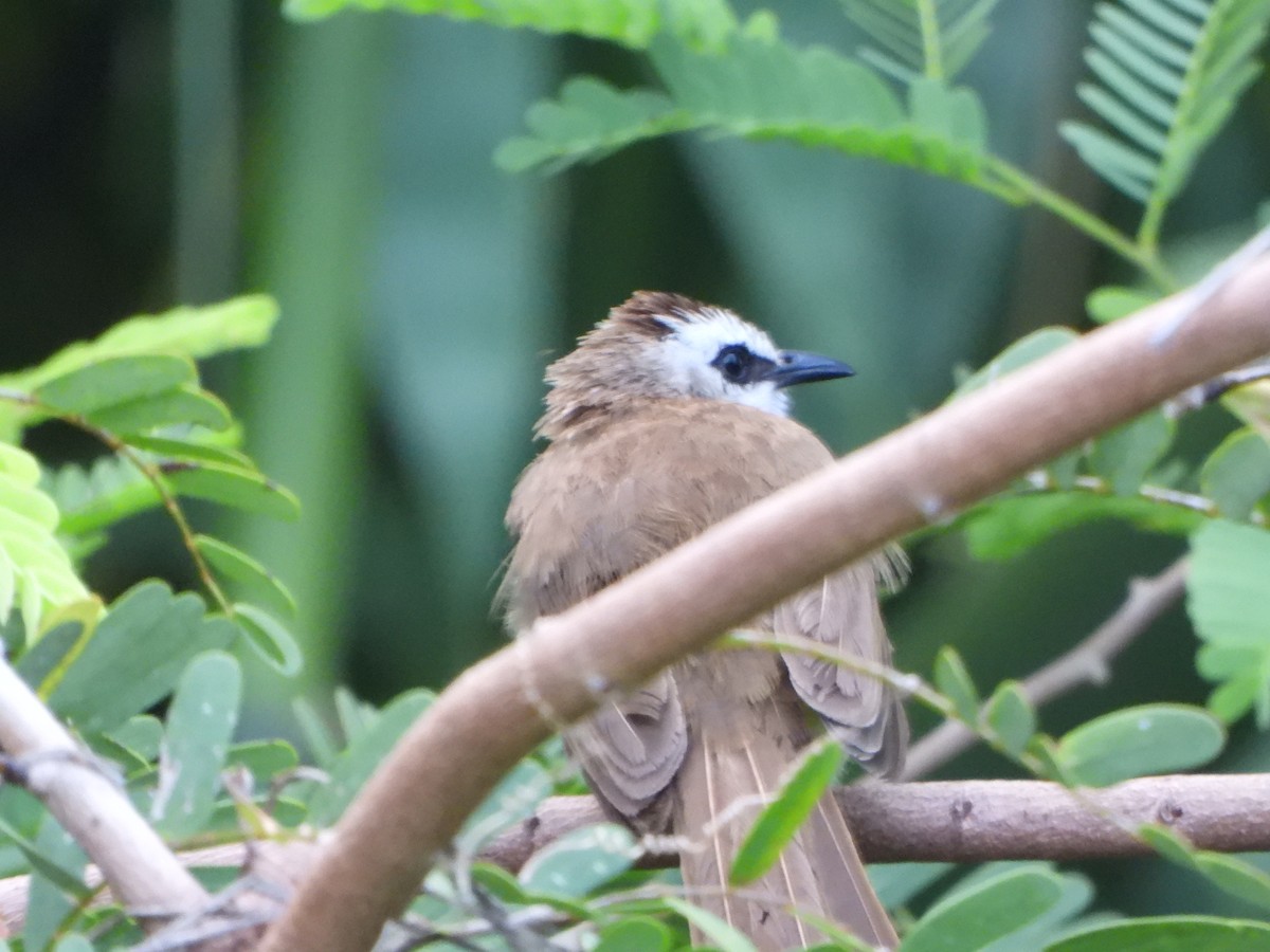 Bulbul goiavier - ML636855528
