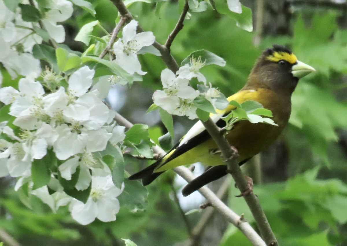 Evening Grosbeak - ML636855557
