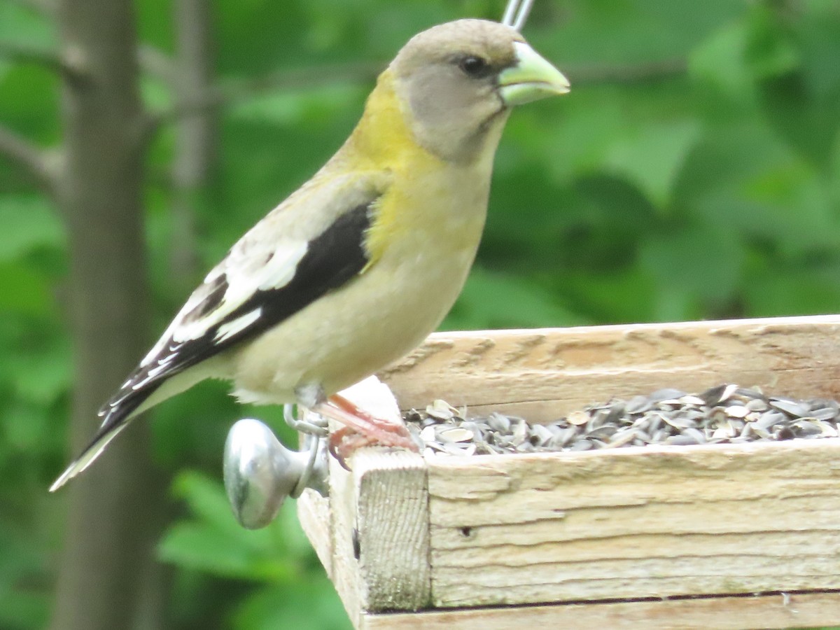 Evening Grosbeak - ML636855558