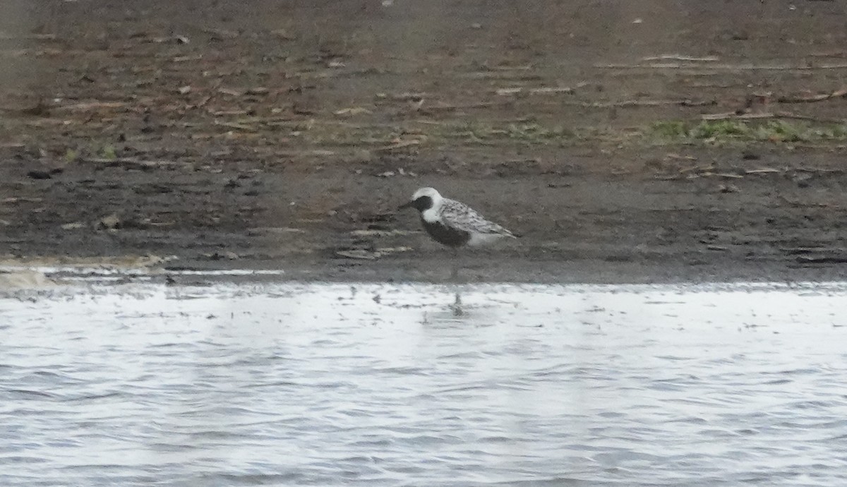 Black-bellied Plover - ML636855567