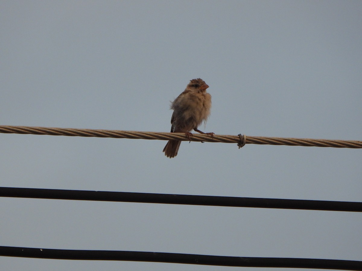 Moineau domestique - ML636855580