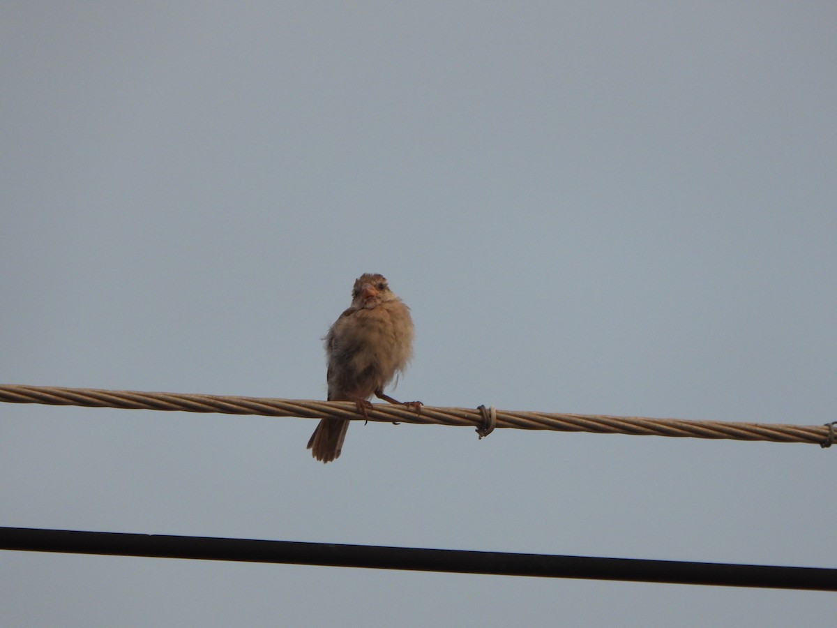 Moineau domestique - ML636855597