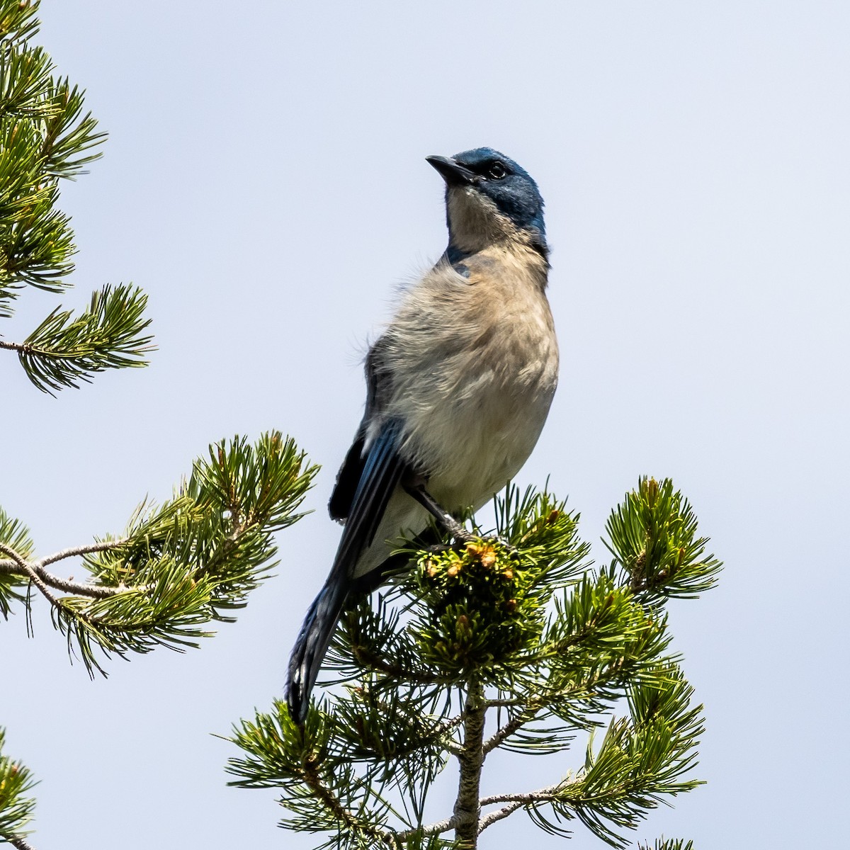Mexican Jay - ML636855619