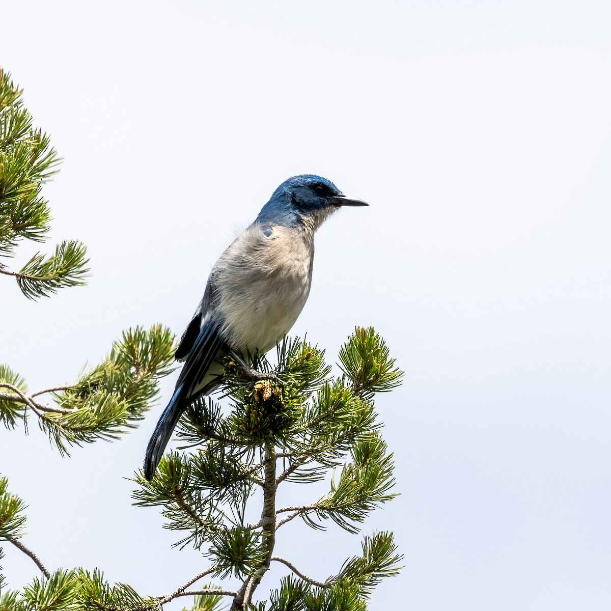 Mexican Jay - ML636855620