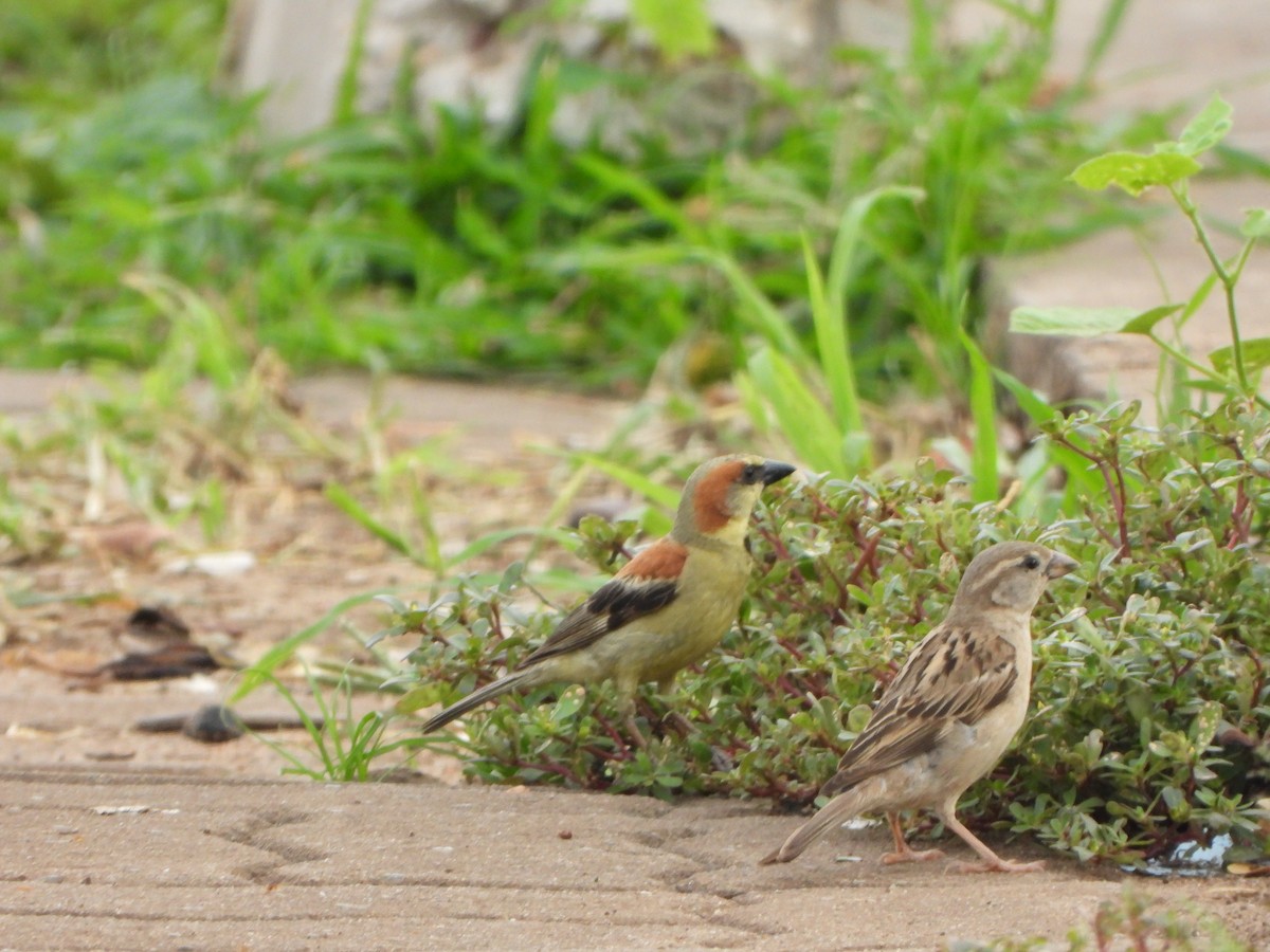 Moineau flavéole - ML636855640