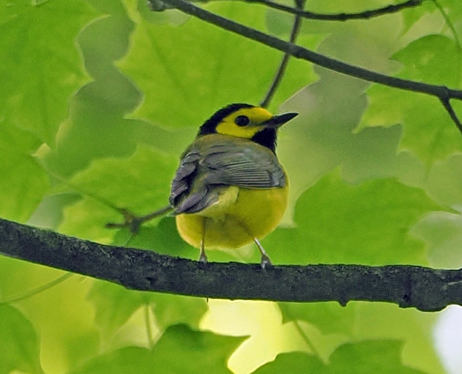 Hooded Warbler - ML636855642