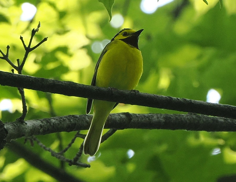 Hooded Warbler - ML636855643