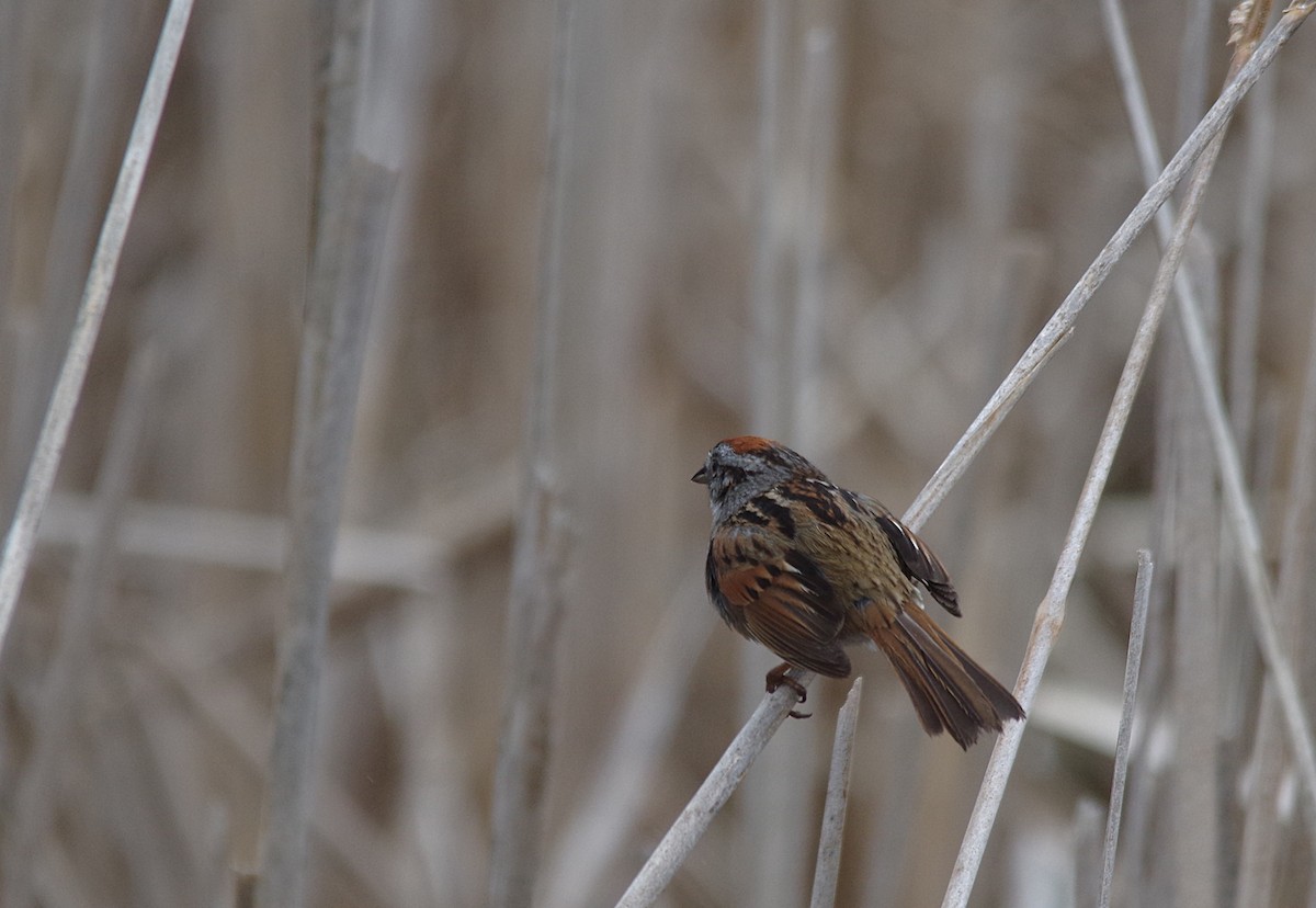 Swamp Sparrow - ML636855649