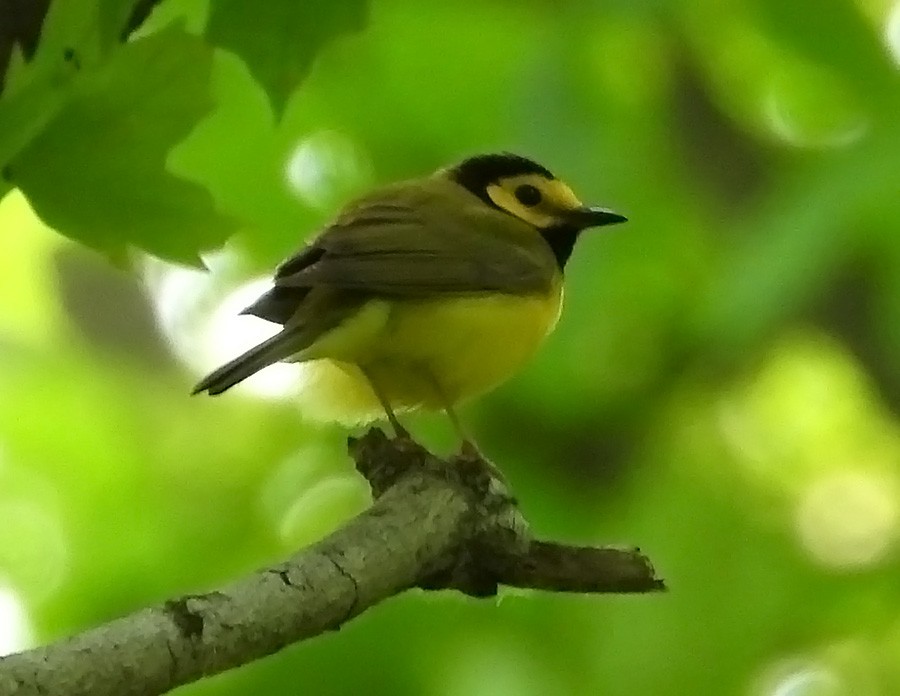 Hooded Warbler - ML636855706