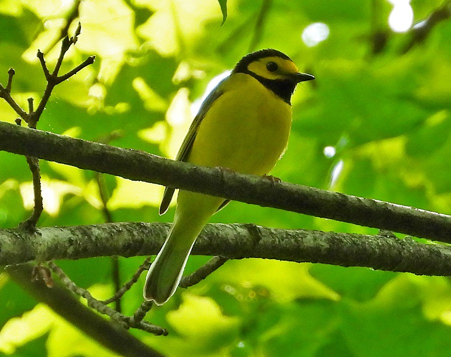 Hooded Warbler - ML636855707