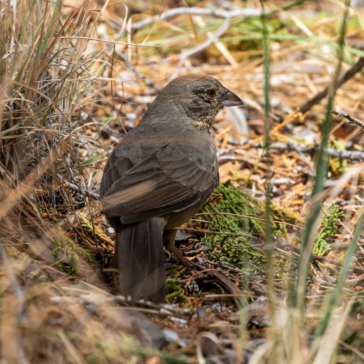 Canyon Towhee - ML636855709