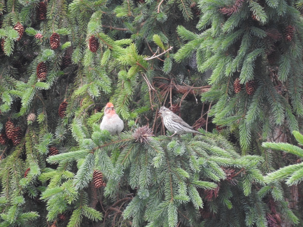 Cassin's Finch - ML636855721
