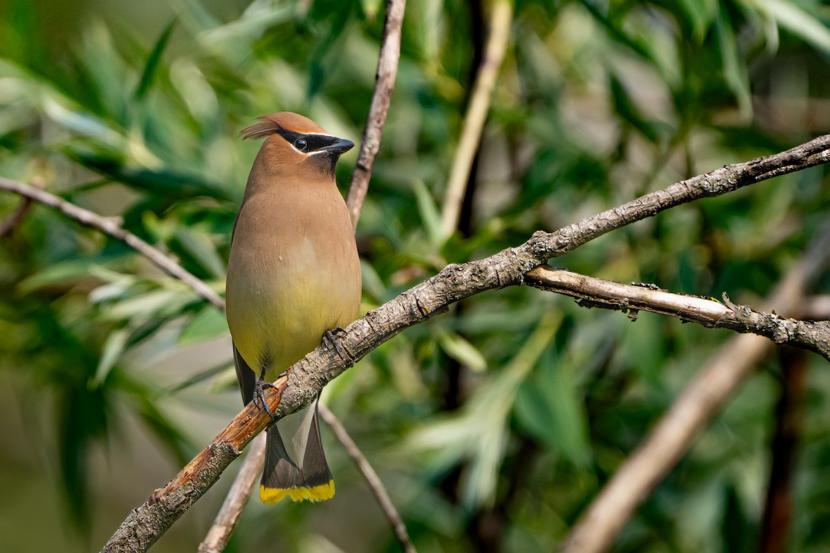 Cedar Waxwing - ML636855795