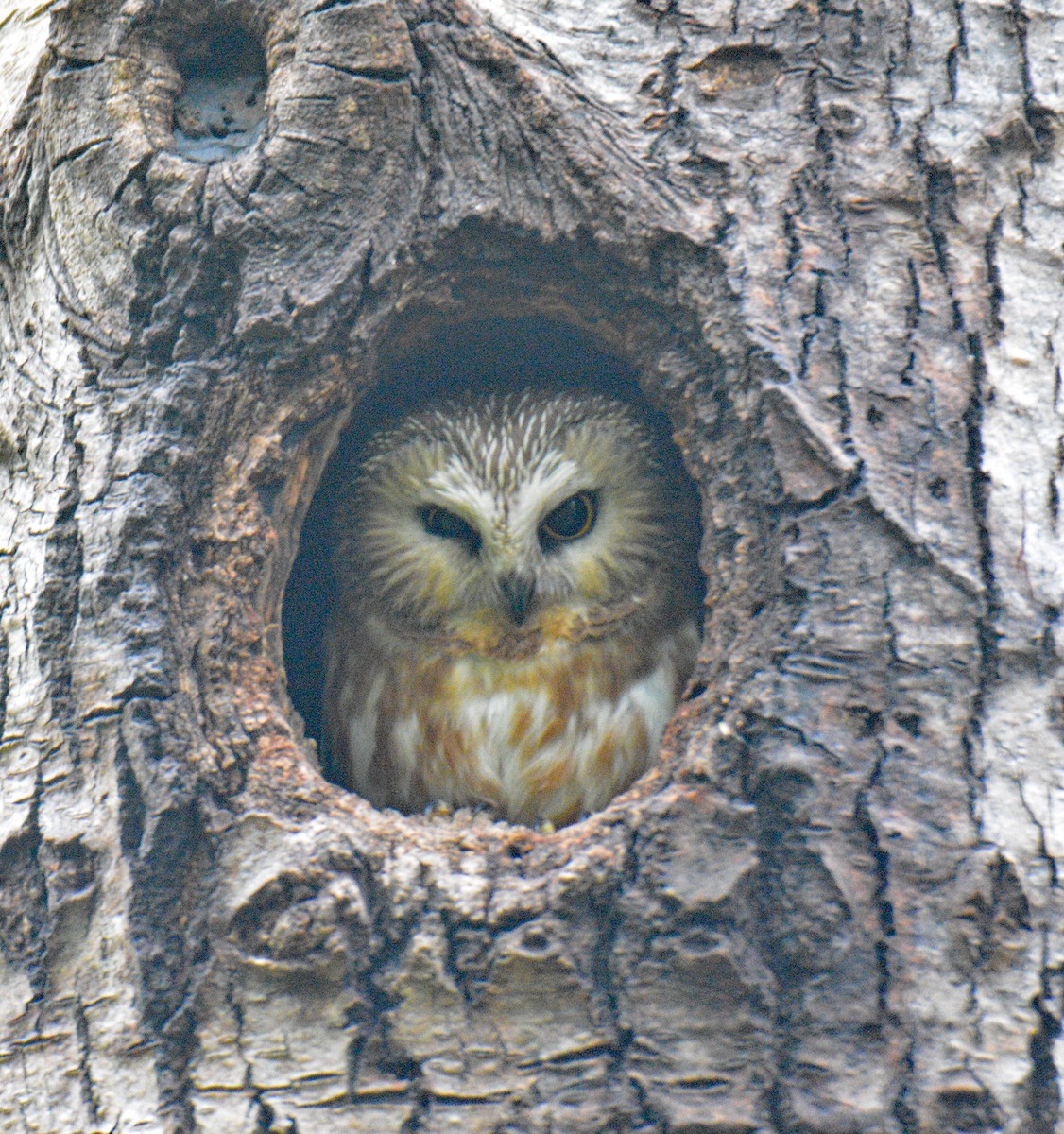 Northern Saw-whet Owl - ML636855824