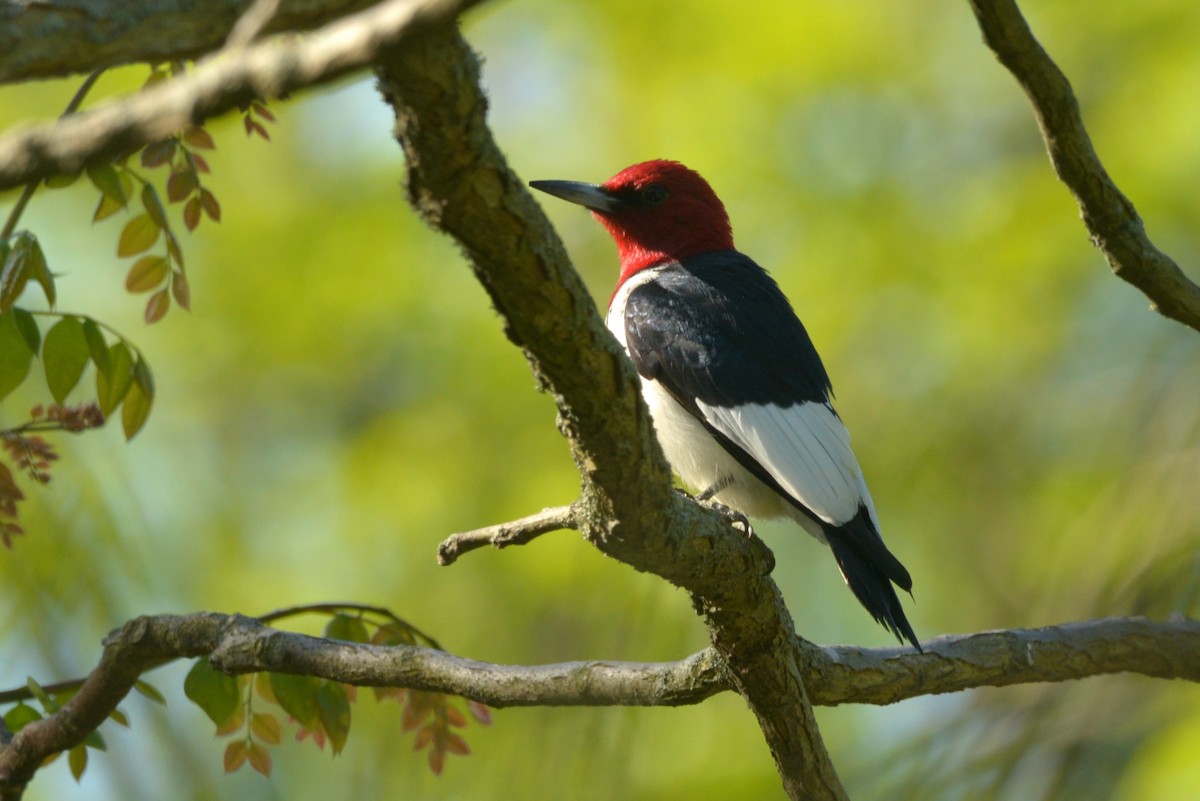 Red-headed Woodpecker - ML636855875