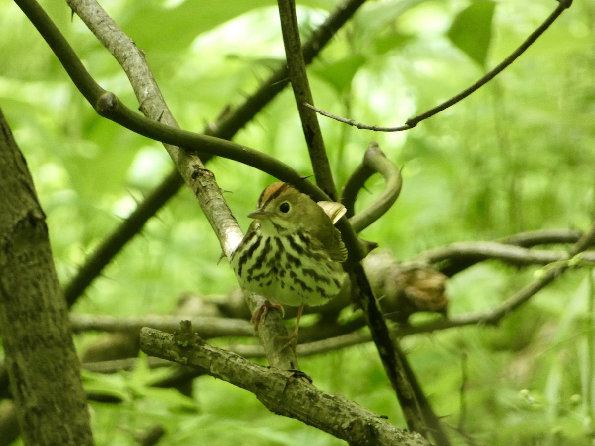Ovenbird - ML636855877