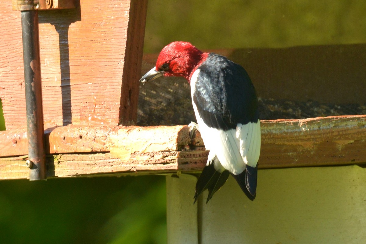Red-headed Woodpecker - ML636856010
