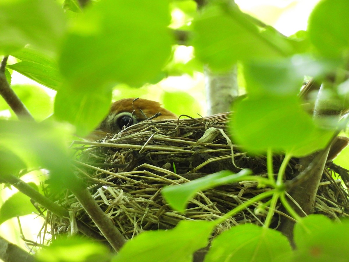 Wood Thrush - ML636856011