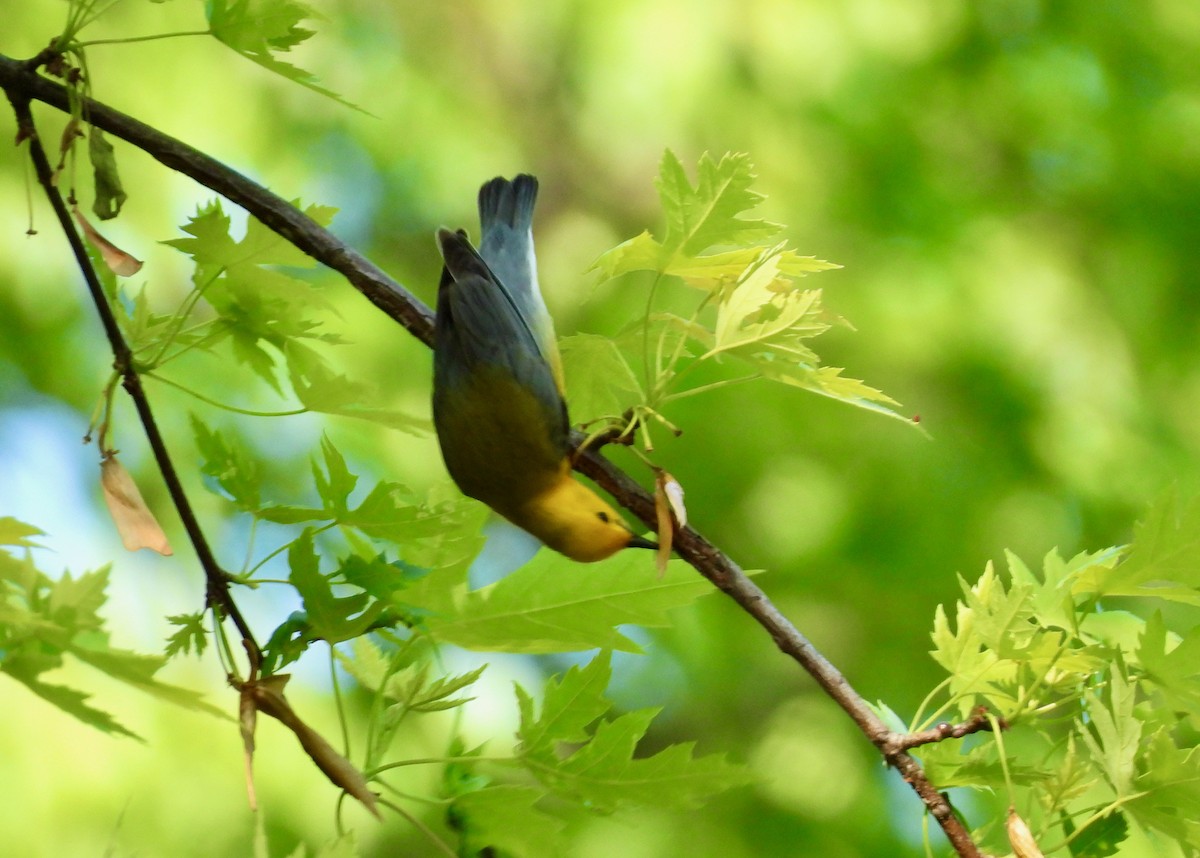 Prothonotary Warbler - ML636856018