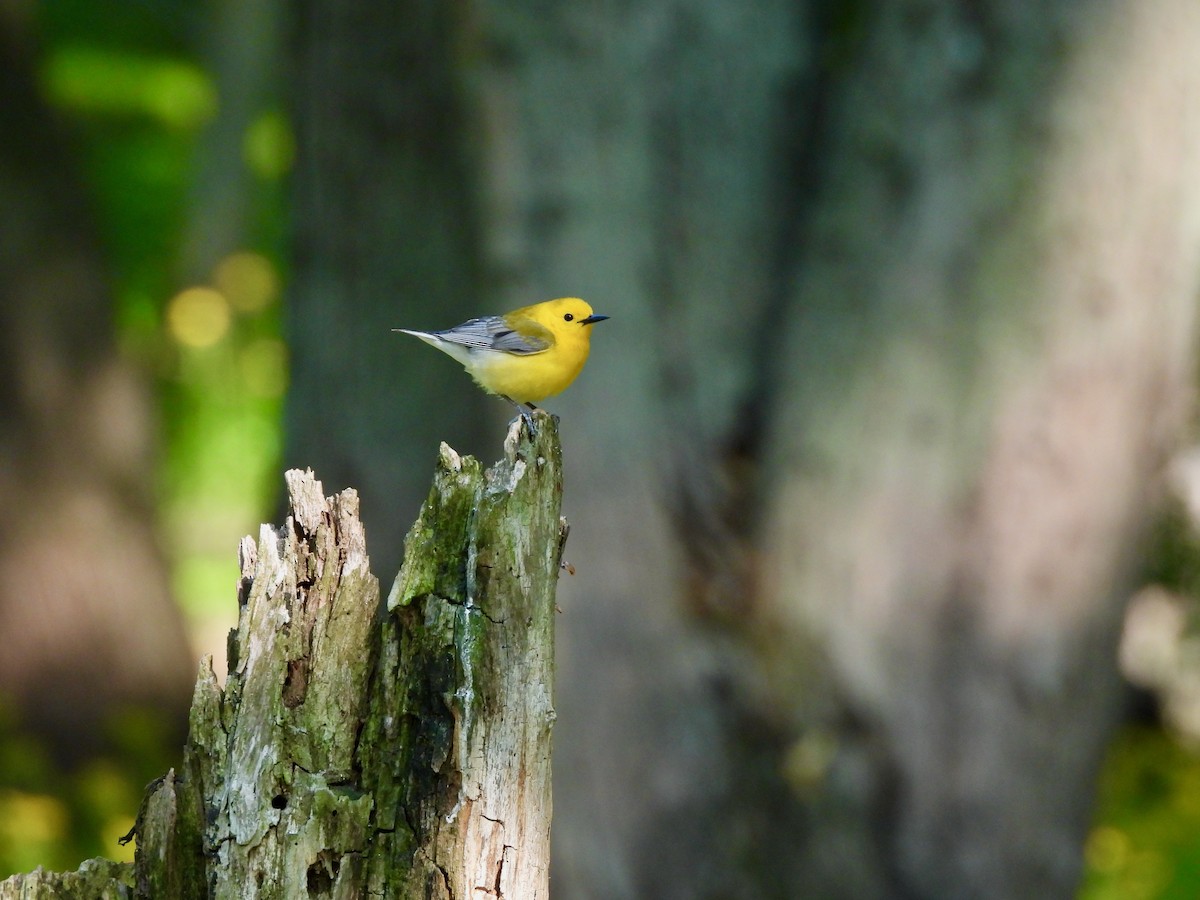 Prothonotary Warbler - ML636856019